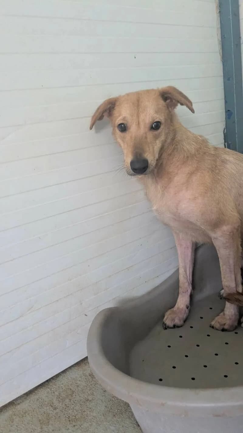 YUZU, male young Mixed Breed for adoption at L, l arche de kala