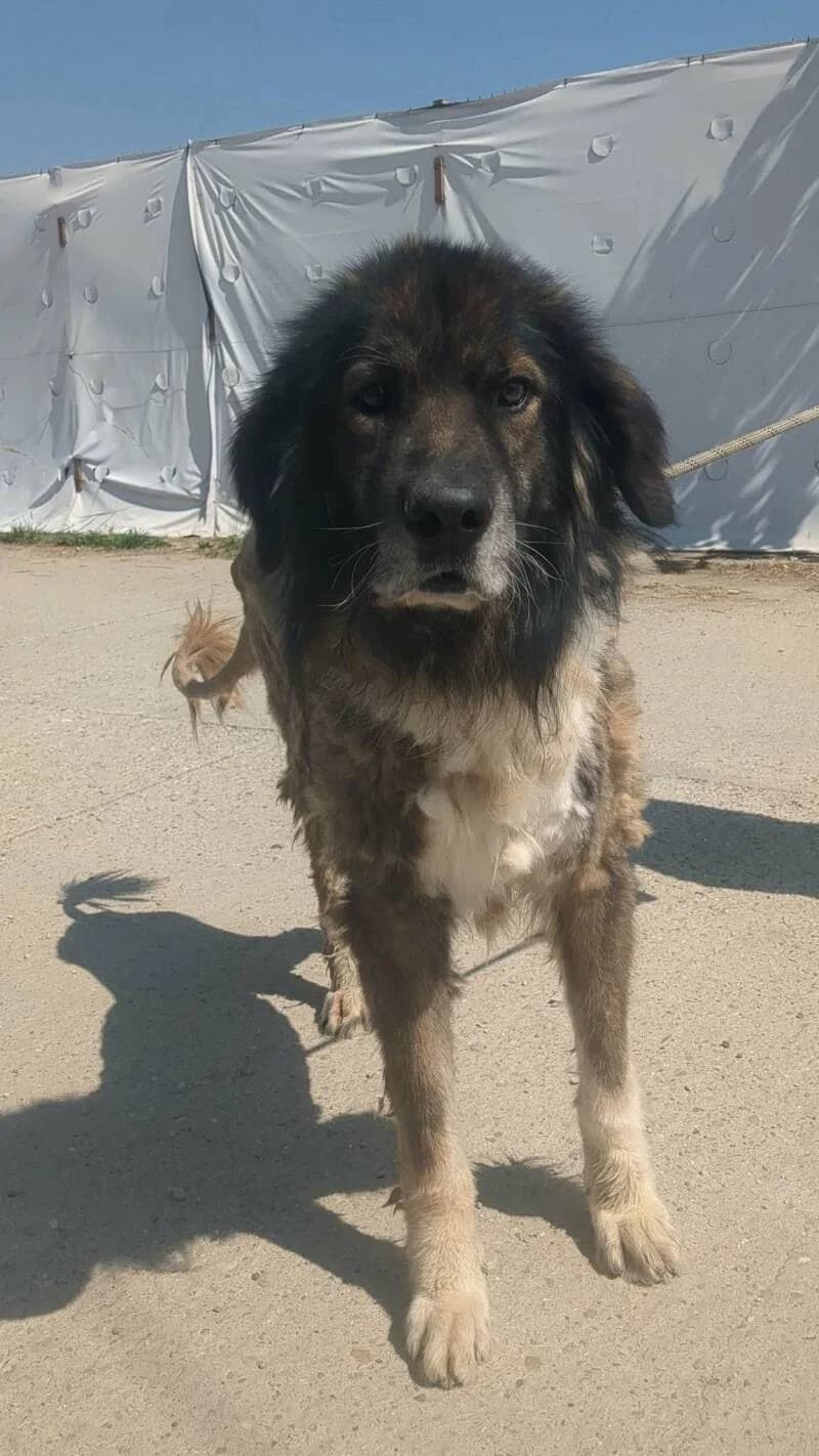YOKAÏ, male senior Mixed Breed for adoption at L, l arche de kala