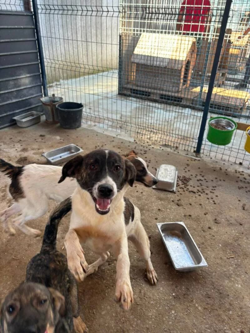 WOODY, male puppy Mixed Breed for adoption at L, l arche de kala