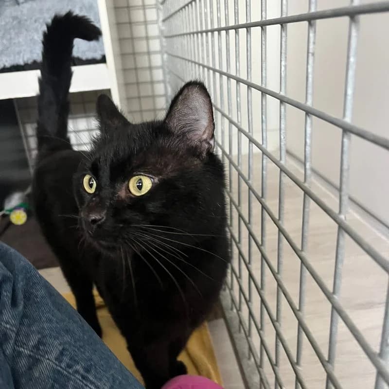 Blacko, male 5yo Mixed Breed for adoption at L, l arche de noe