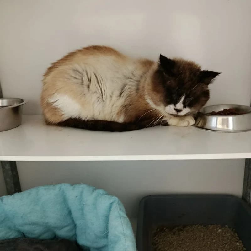 Pollen, male 7yo Mixed Breed for adoption at L, l arche de noe