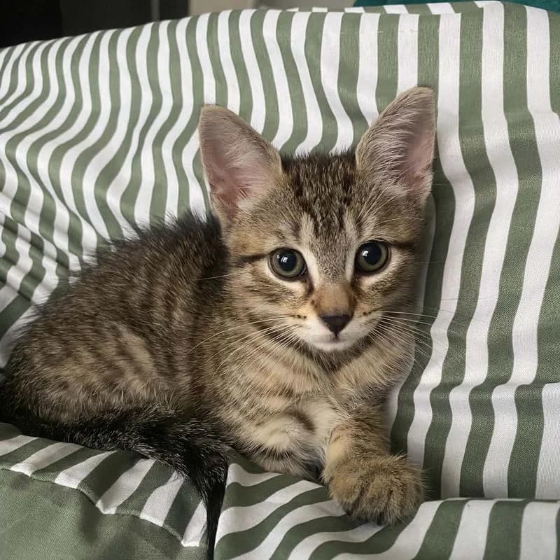 Birdy, female Mixed Breed for adoption at L, l arche de noe