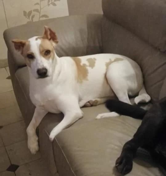 BRITNEY, Mixed Breed for adoption at L, l arche d helios