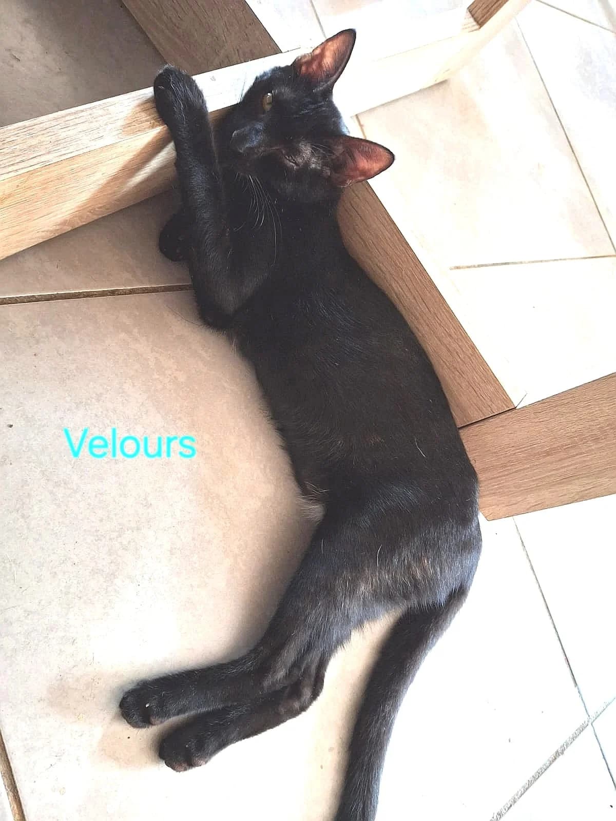 BANZAI, male puppy Mixed Breed for adoption at L, l arche d helios