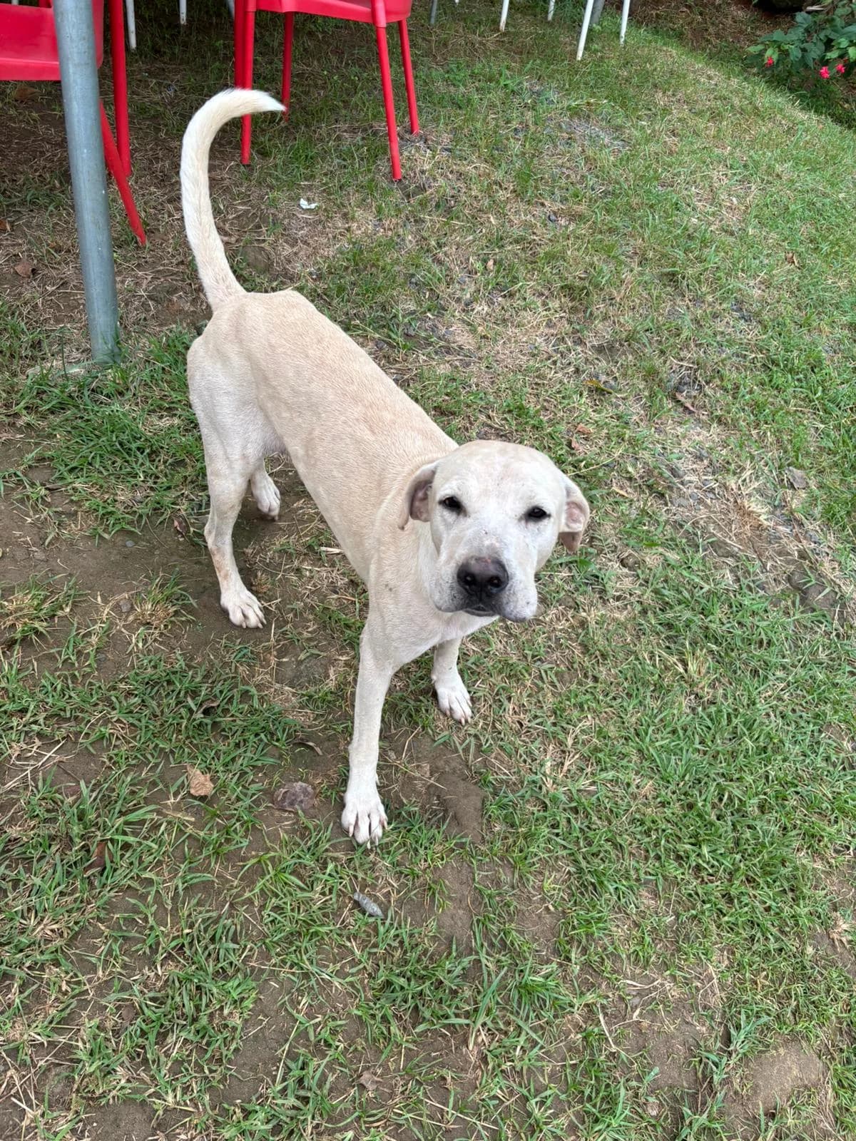 BAXTER, puppy Mixed Breed for adoption at L, l arche d helios