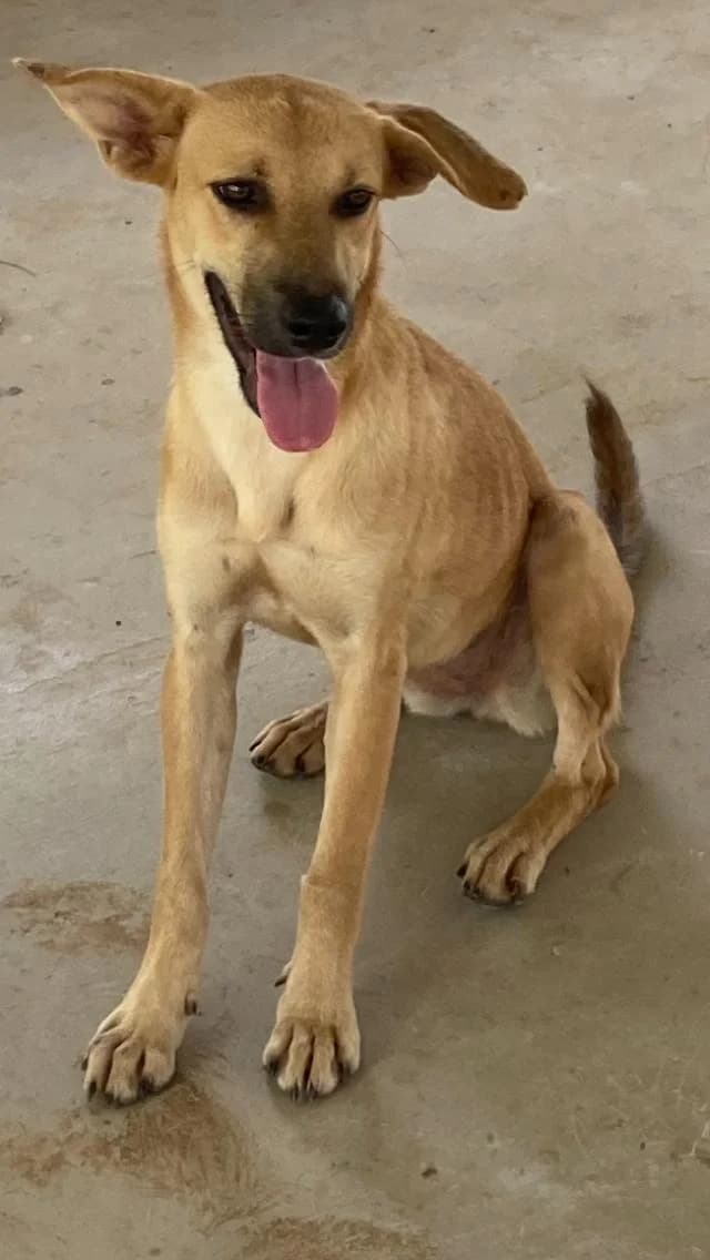BIXY, Mixed Breed for adoption at L, l arche d helios