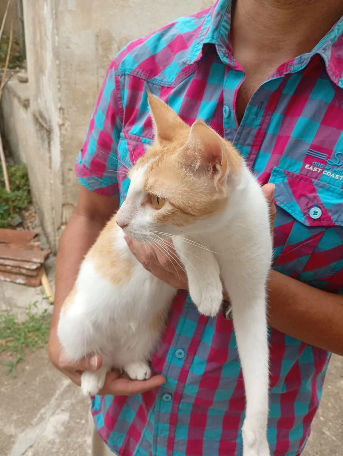 BOUNDY, male puppy Mixed Breed for adoption at L, l arche d helios