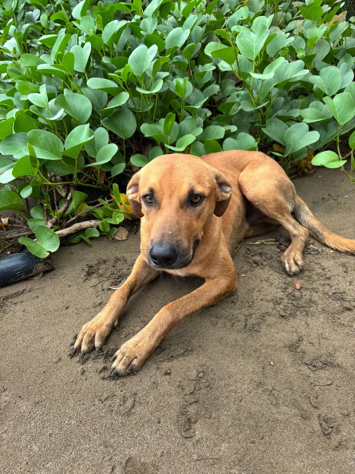 BENJI, puppy Mixed Breed for adoption at L, l arche d helios