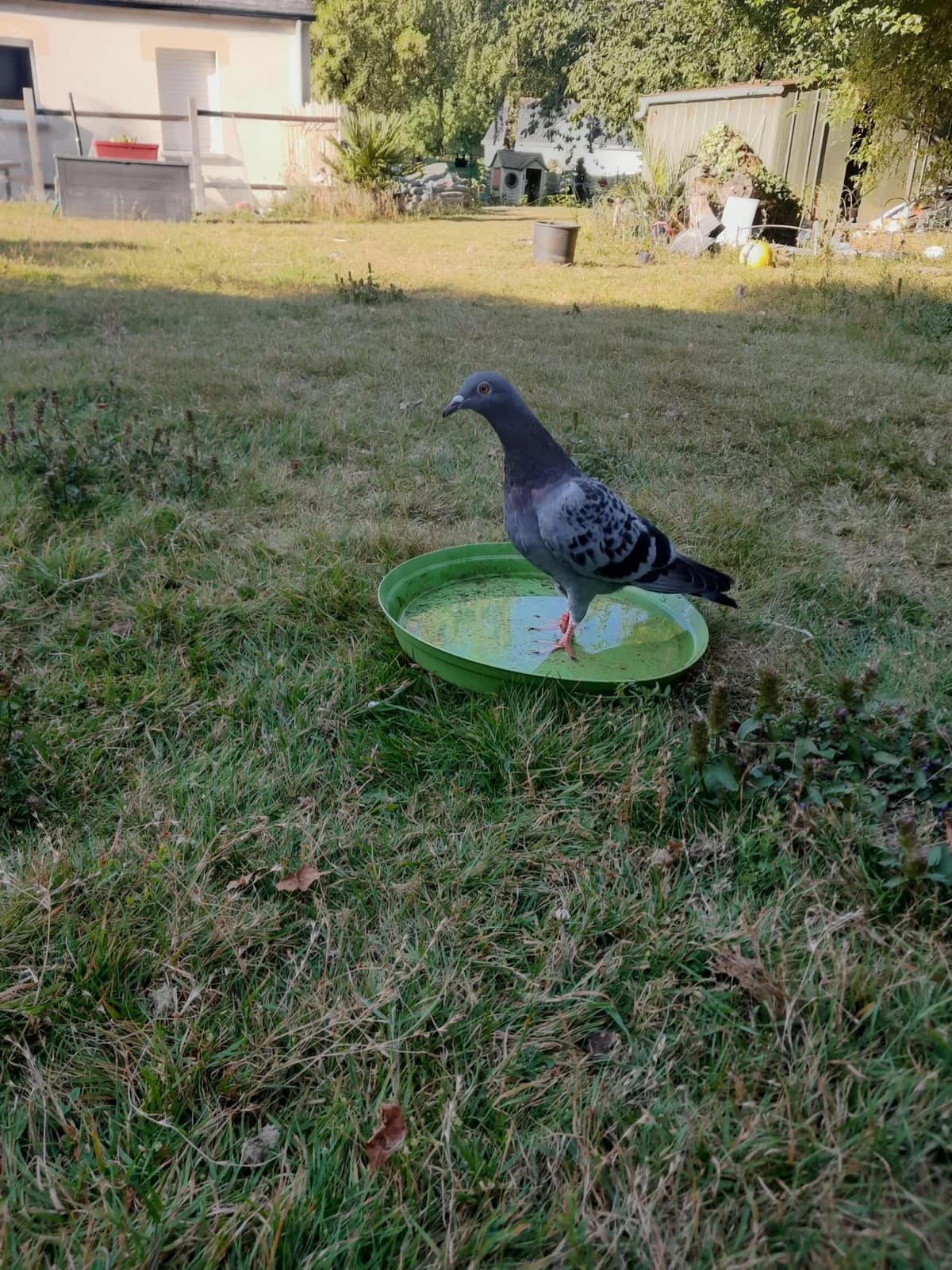 Gédéon, le pigeon rescapé du « Drive » de Blain, male Mixed Breed for adoption at L, Plessé