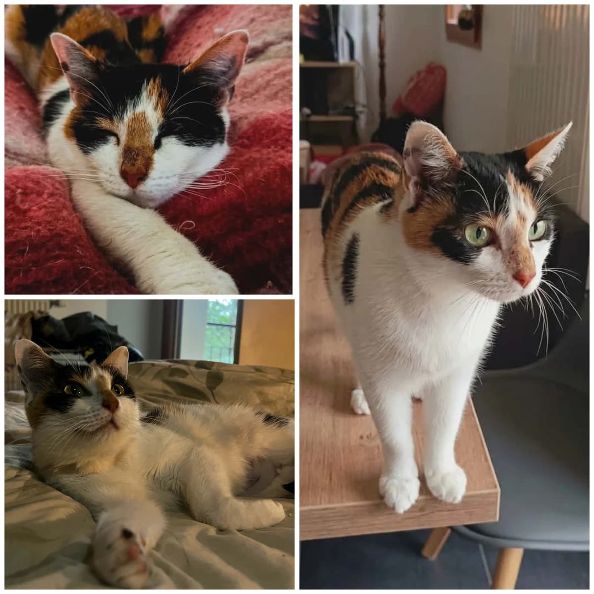 Zinnia (2 ans), female young Mixed Breed for adoption at L, l arche de siena