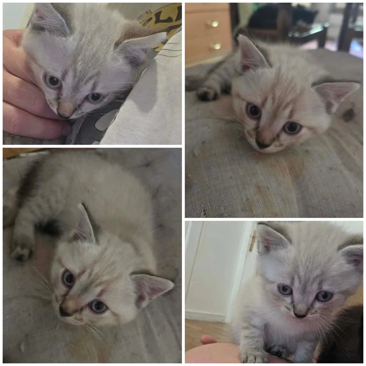 Burrata (2 mois), male Mixed Breed for adoption at L, l arche de siena