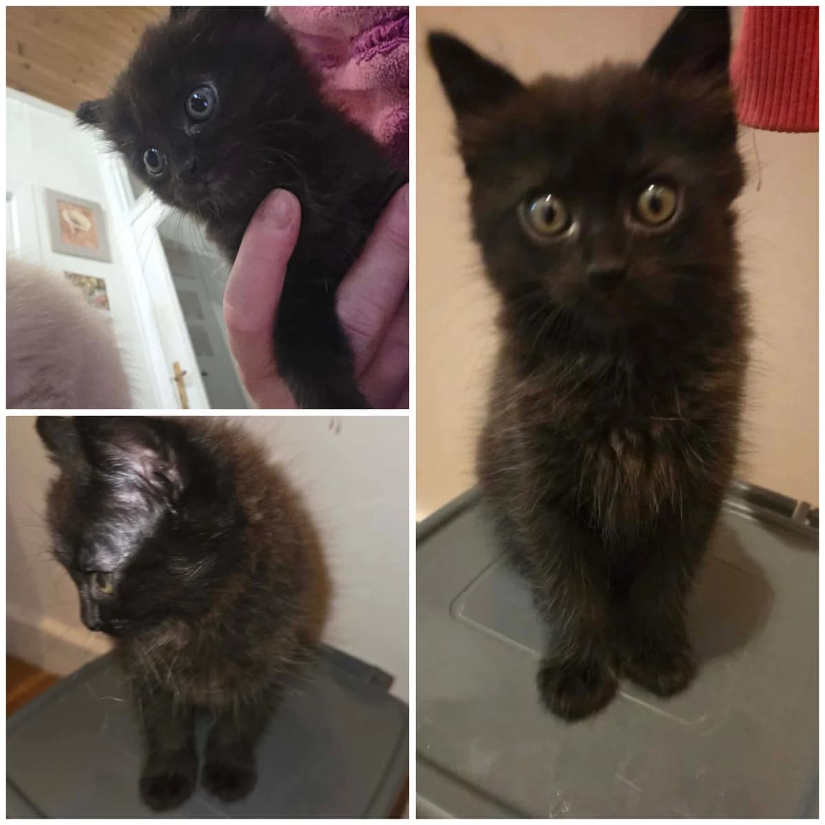 Balsamique (1 mois), male Mixed Breed for adoption at L, l arche de siena