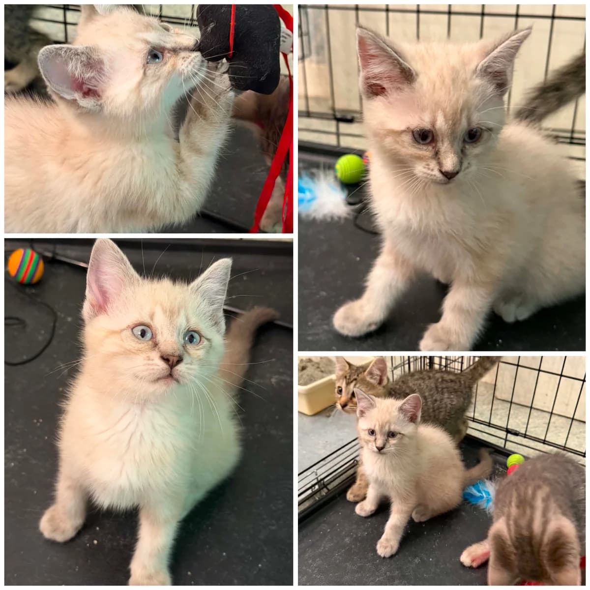 Bounty (3 mois), female Mixed Breed for adoption at L, l arche de siena