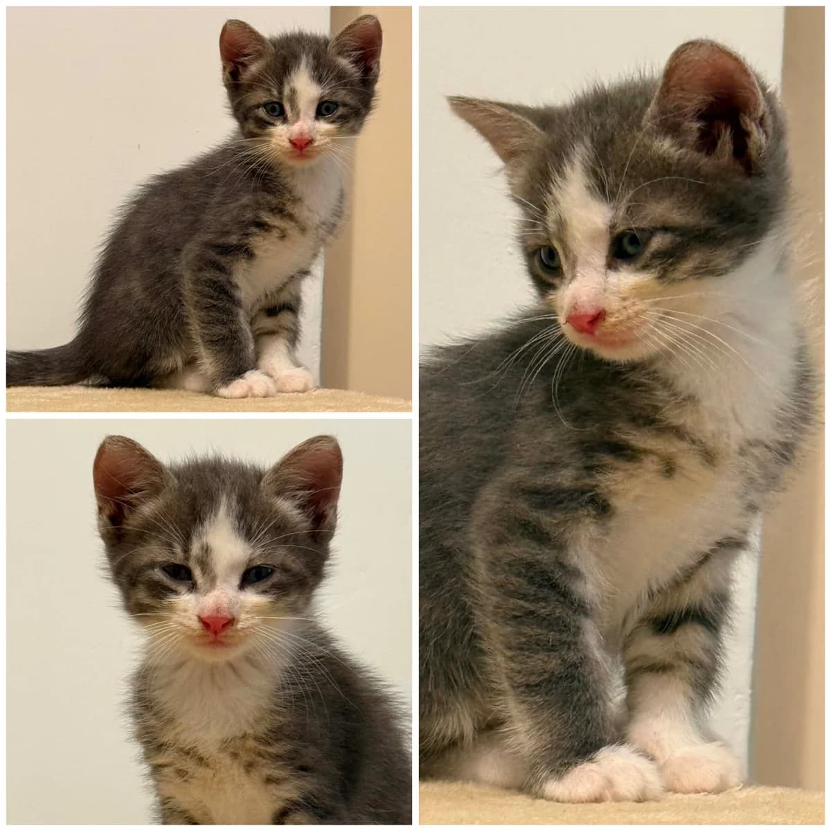 Boum (2 mois), female Mixed Breed for adoption at L, l arche de siena