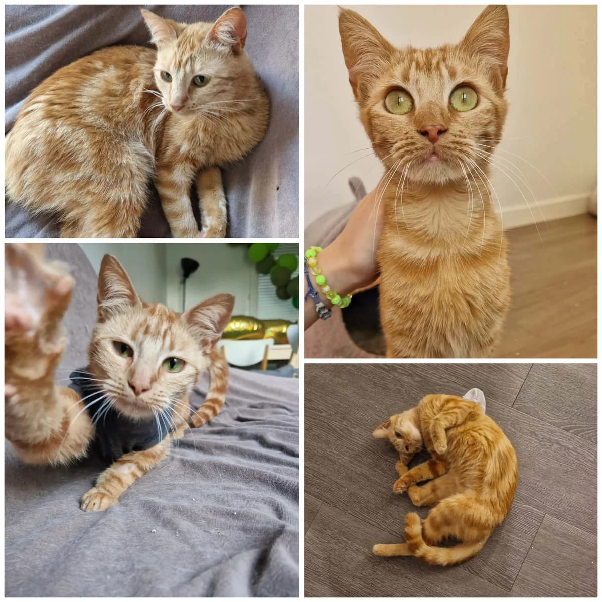 Bonnie (7 mois), female Mixed Breed for adoption at L, l arche de siena