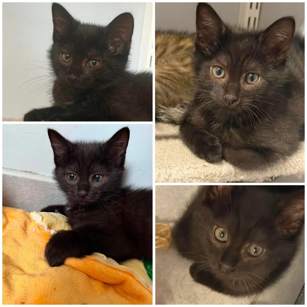 Balthazar (2 mois), male Mixed Breed for adoption at L, l arche de siena