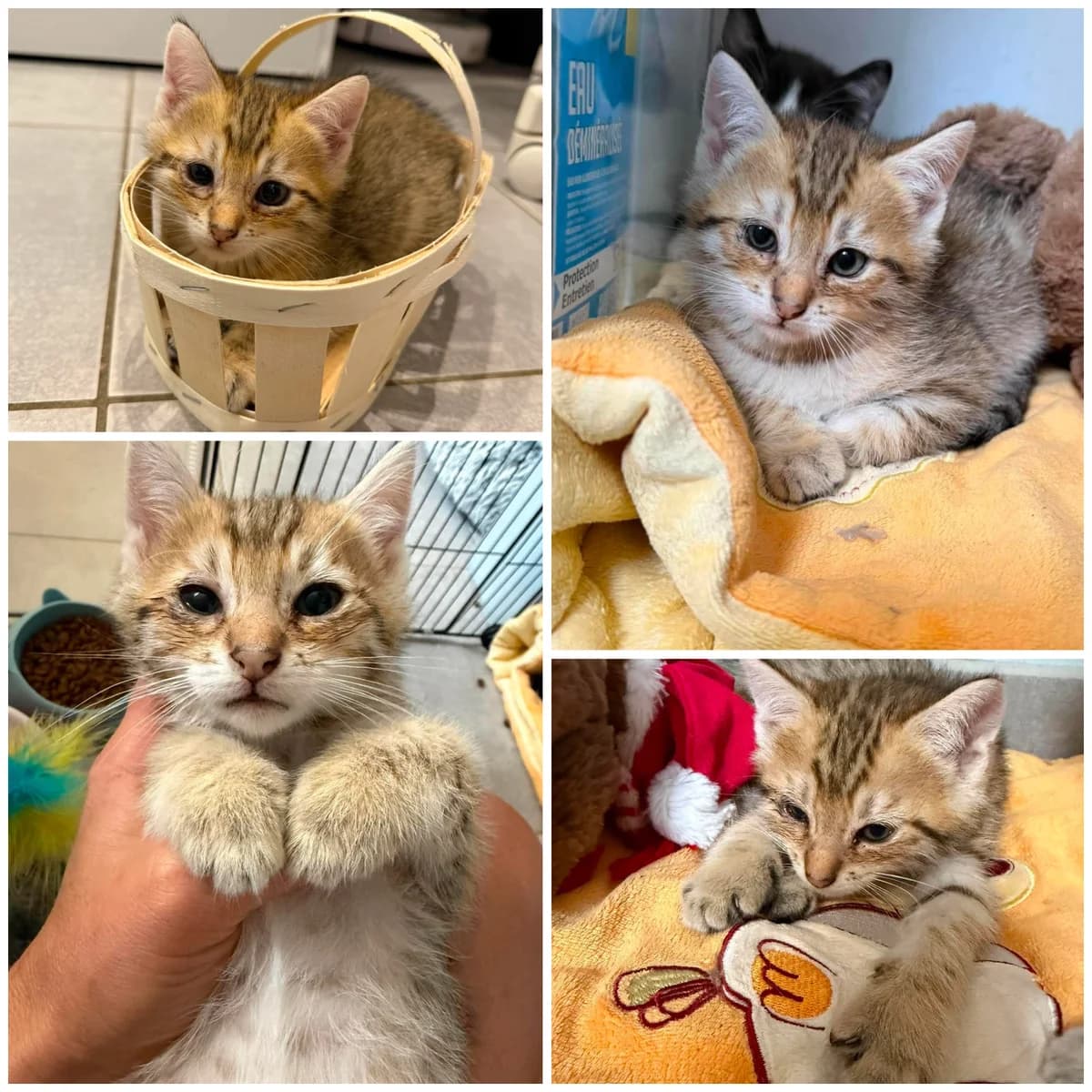 Budapest (2 mois), male Mixed Breed for adoption at L, l arche de siena
