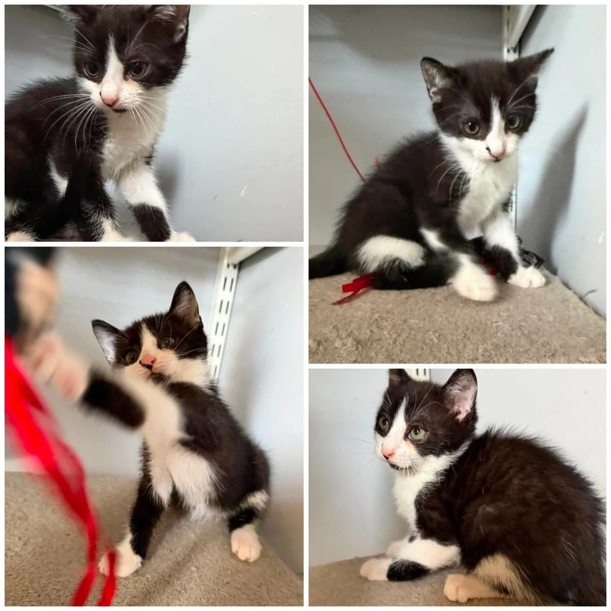 Betina (2 mois), female Mixed Breed for adoption at L, l arche de siena