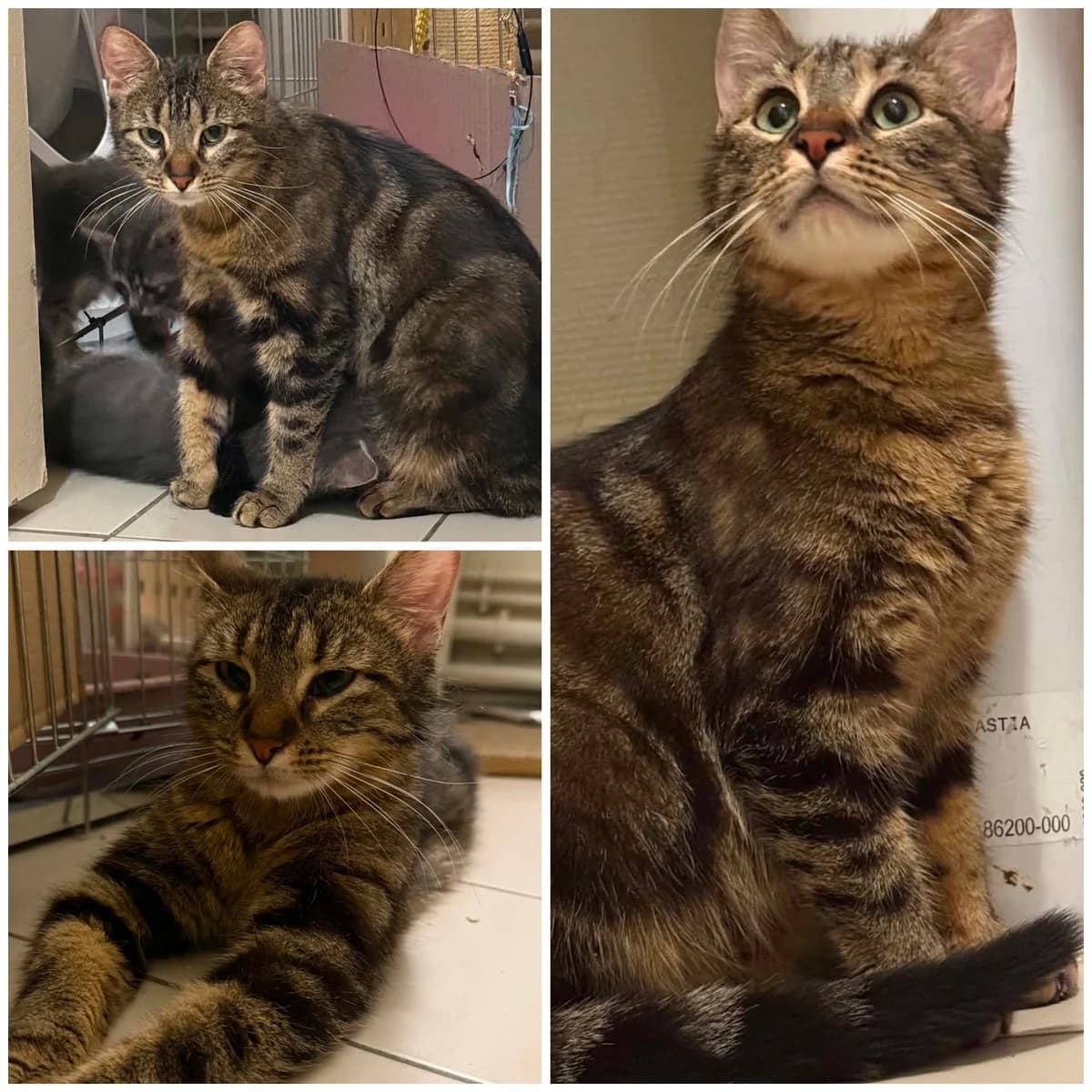Willahara (2 ans), female young Mixed Breed for adoption at L, l arche de siena