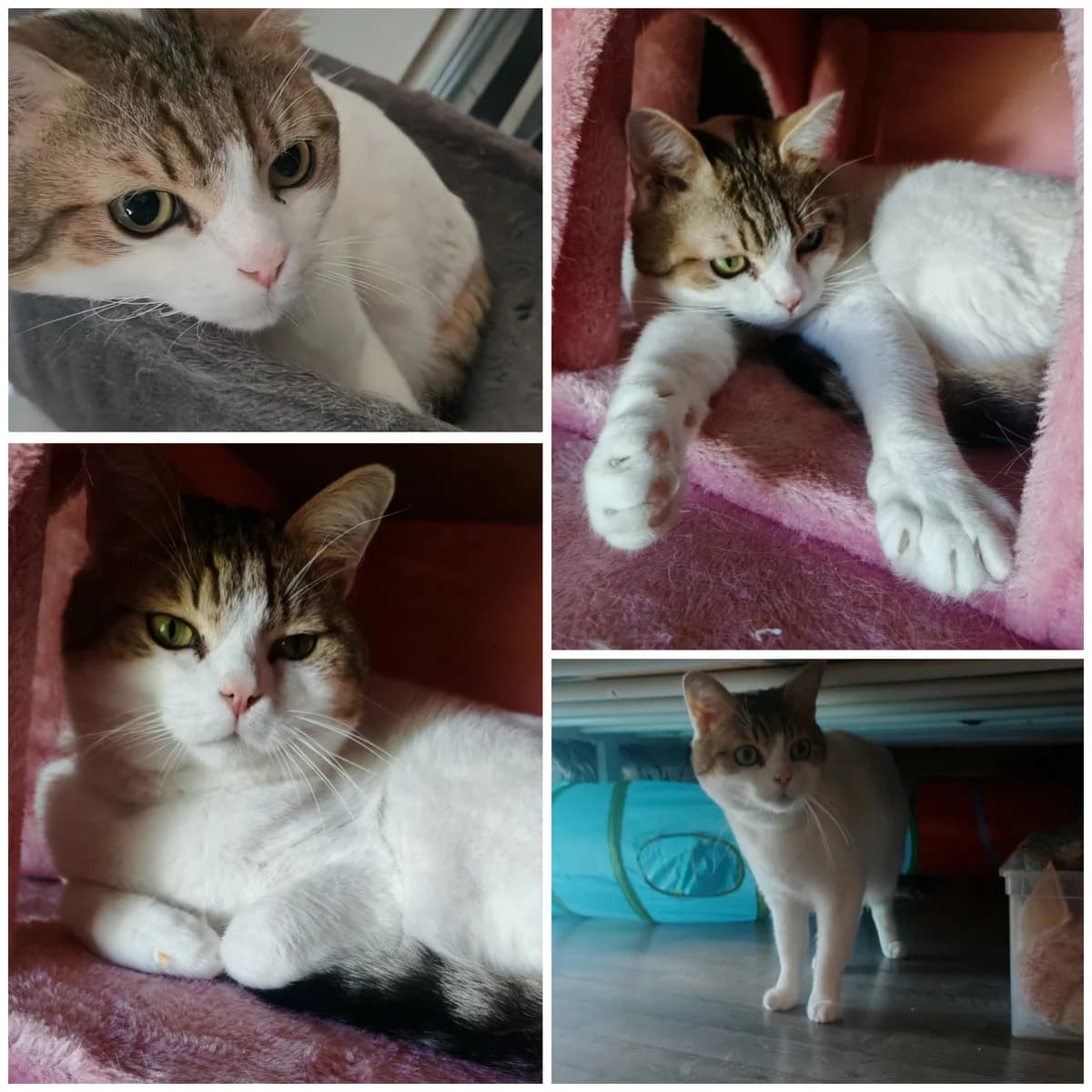 Dino (3 ans), male 3yo Mixed Breed for adoption at L, l arche de siena