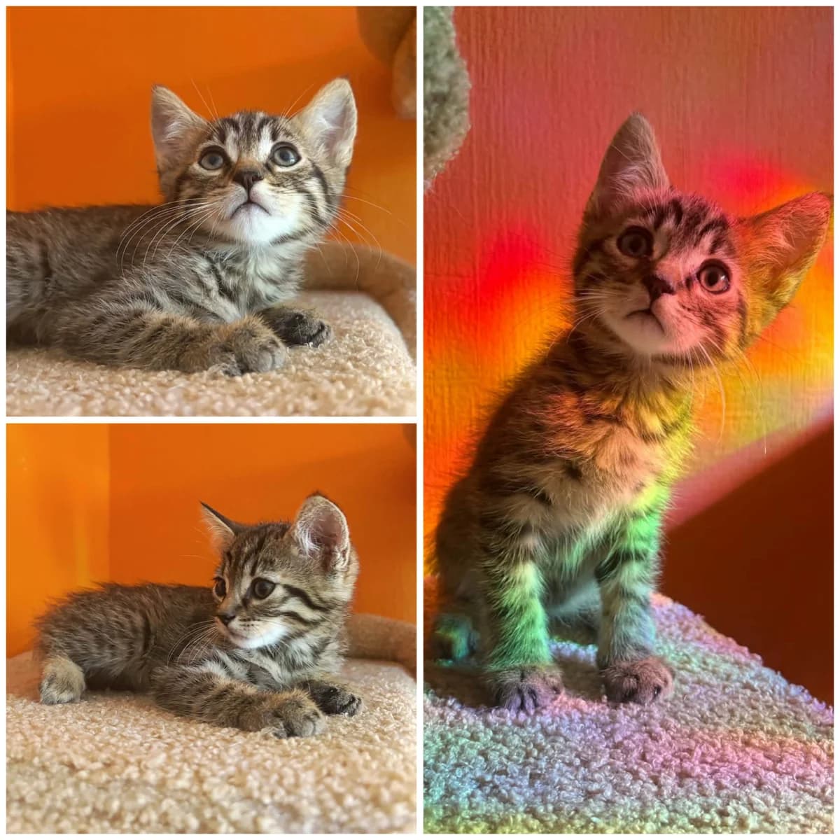 Bear (1 mois), male Mixed Breed for adoption at L, l arche de siena