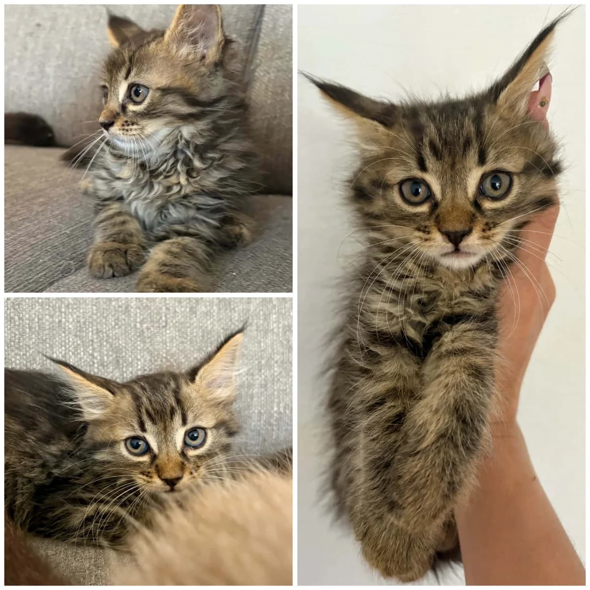 Bison (1 mois), male Mixed Breed for adoption at L, l arche de siena