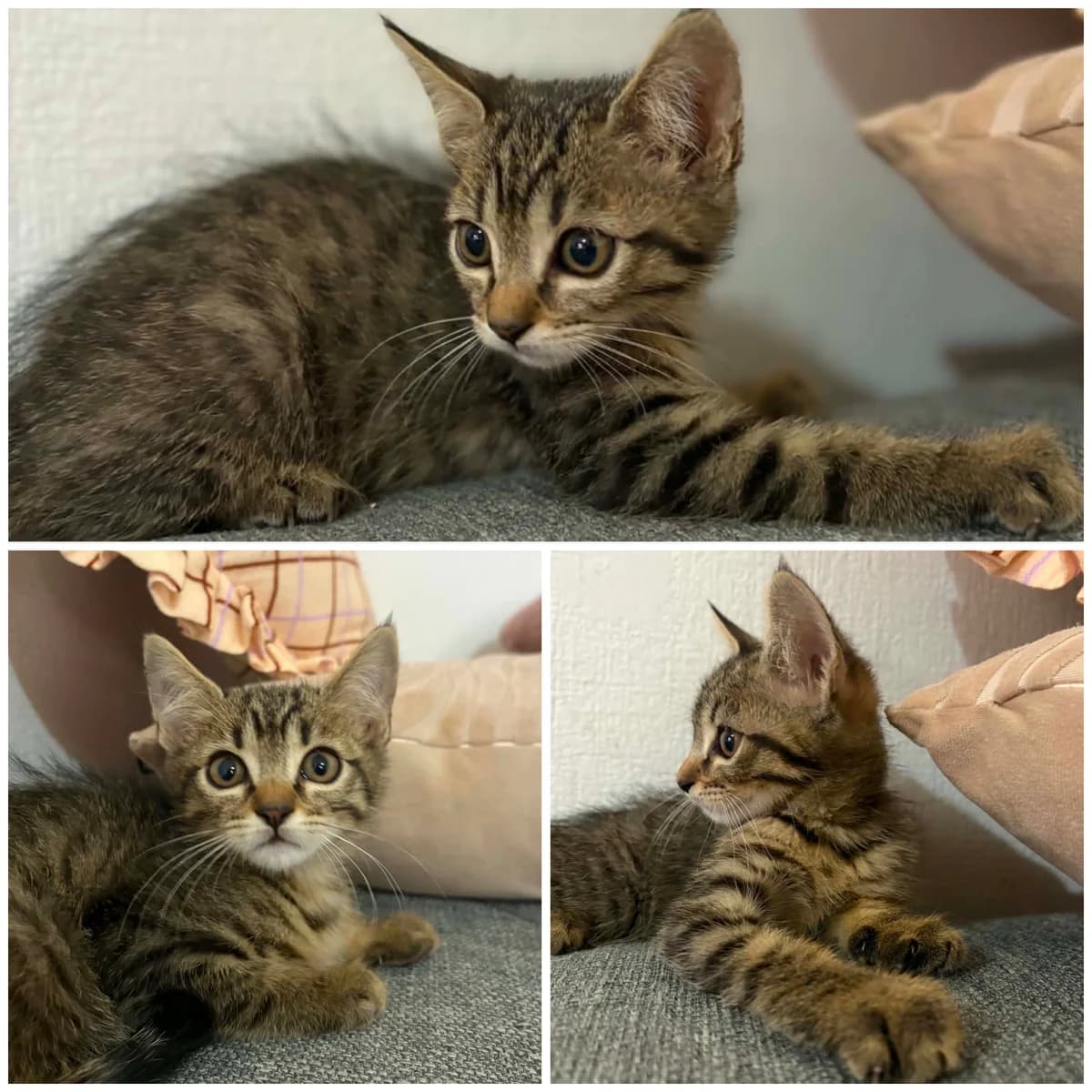 Bee (2 mois), female Mixed Breed for adoption at L, l arche de siena