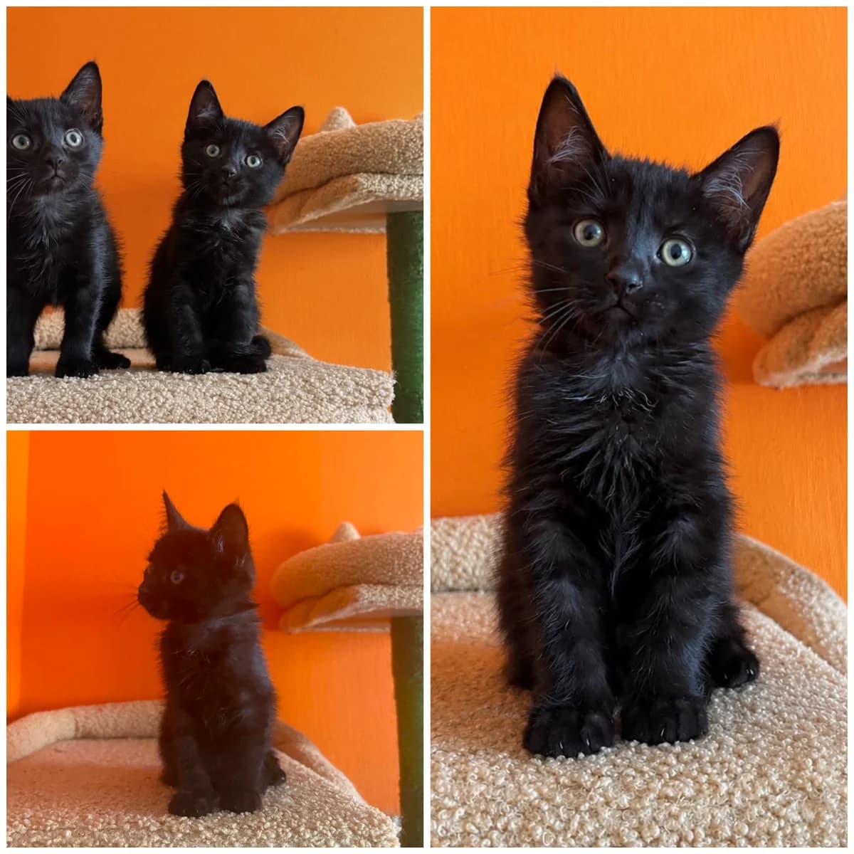 Baiji (2 mois), female Mixed Breed for adoption at L, l arche de siena