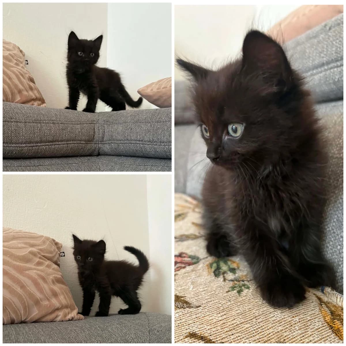 Batu Tara (1 mois), male Mixed Breed for adoption at L, l arche de siena