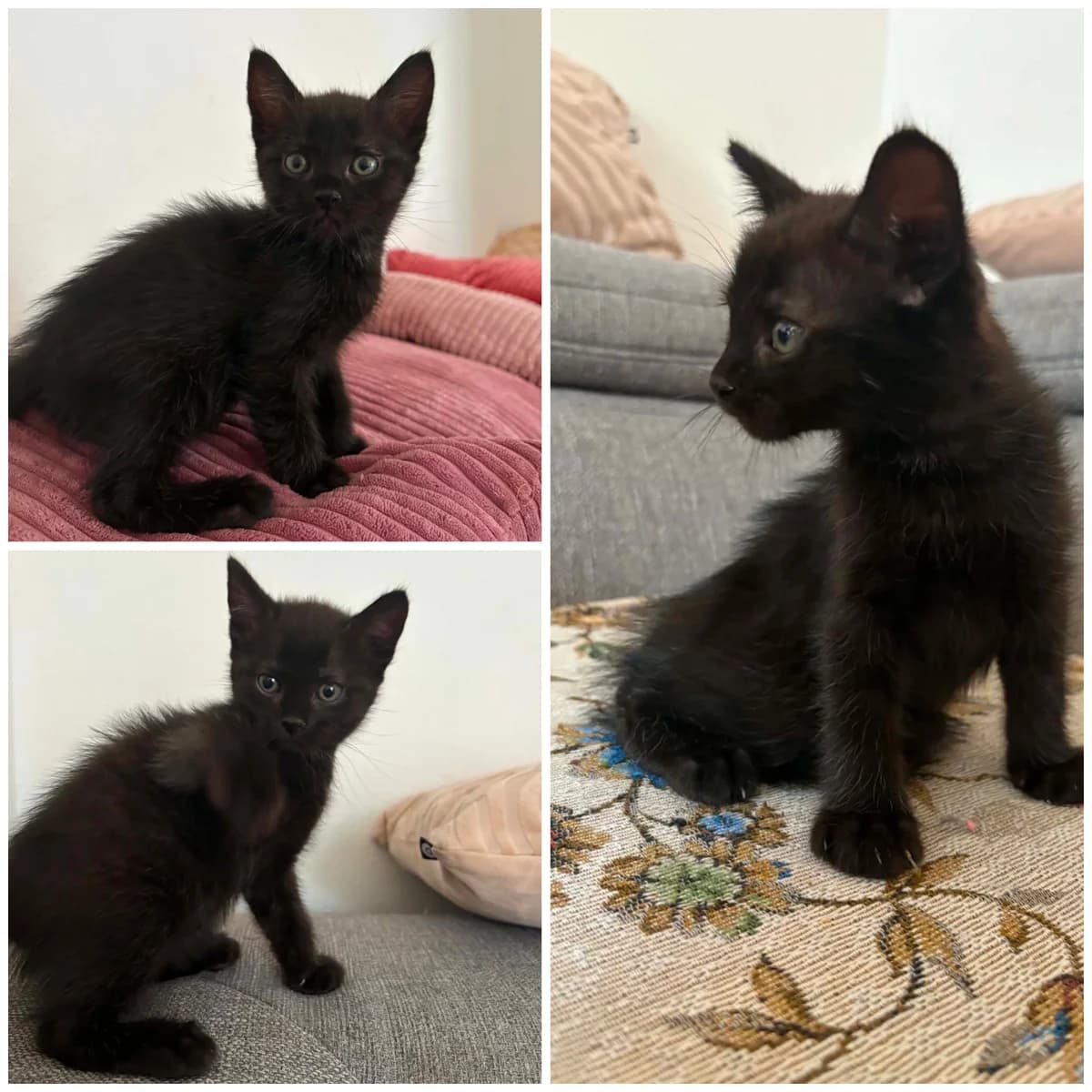 Berilang Beriti (1 mois), male Mixed Breed for adoption at L, l arche de siena