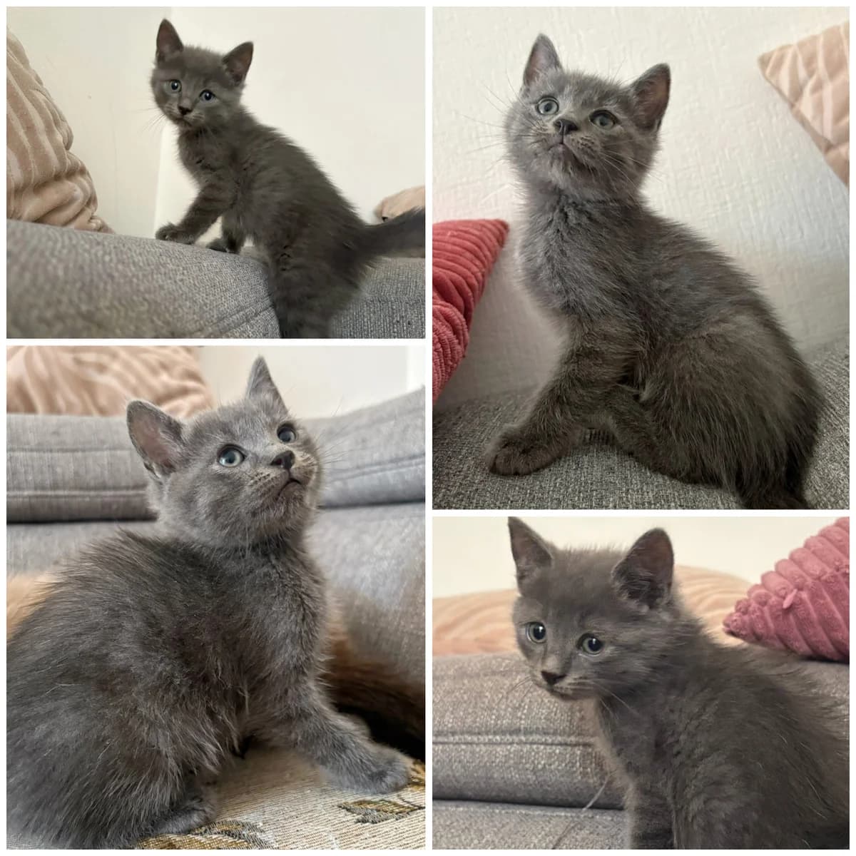 Baïko (1 mois), male Mixed Breed for adoption at L, l arche de siena