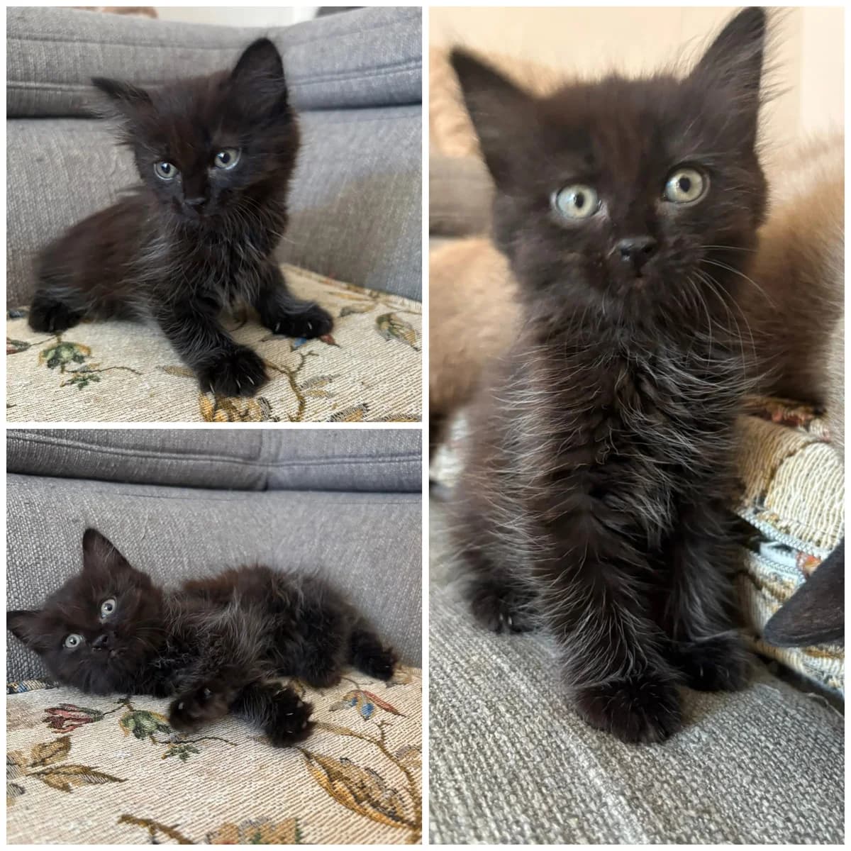 Bora Bora (1 mois), female Mixed Breed for adoption at L, l arche de siena