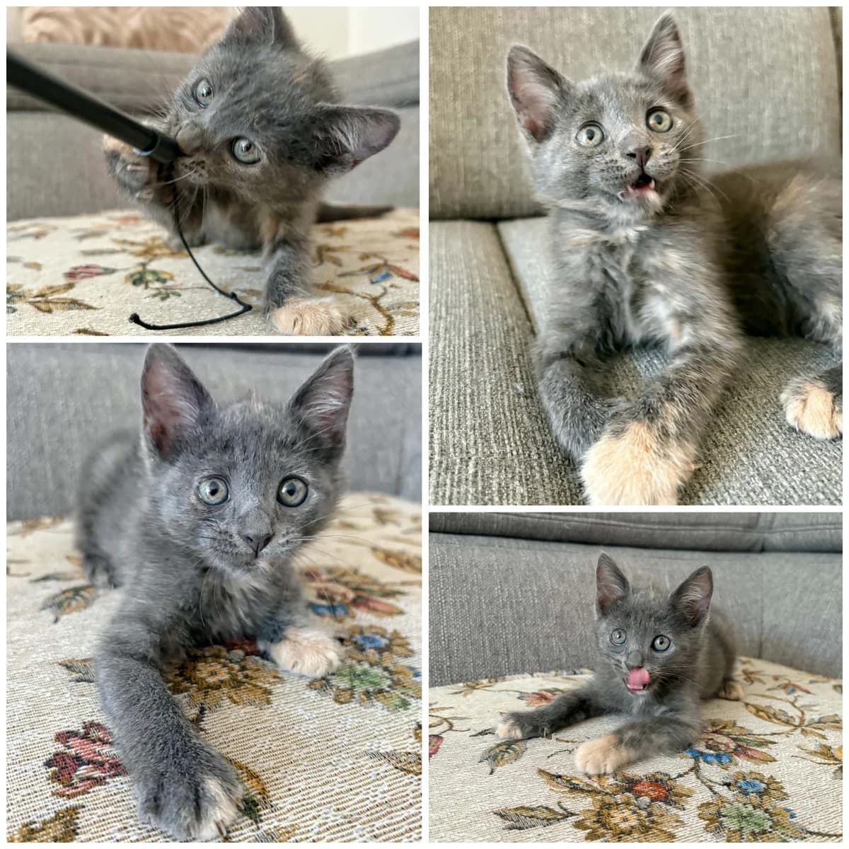 Bolivie (1 mois), female Mixed Breed for adoption at L, l arche de siena