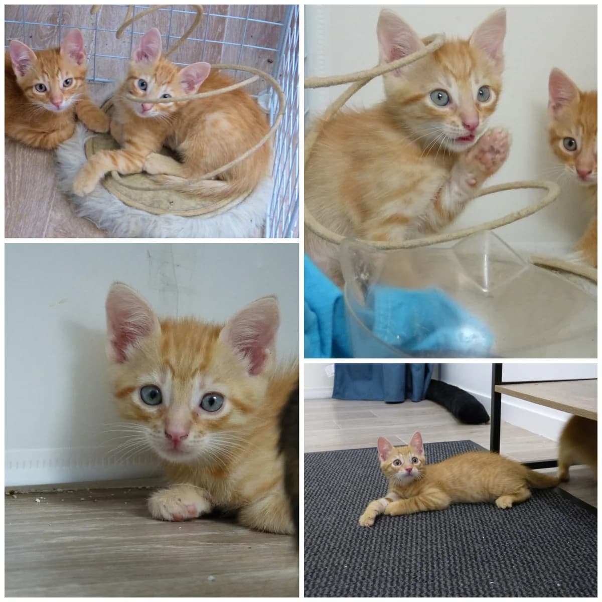 Basile (2 mois), male Mixed Breed for adoption at L, l arche de siena