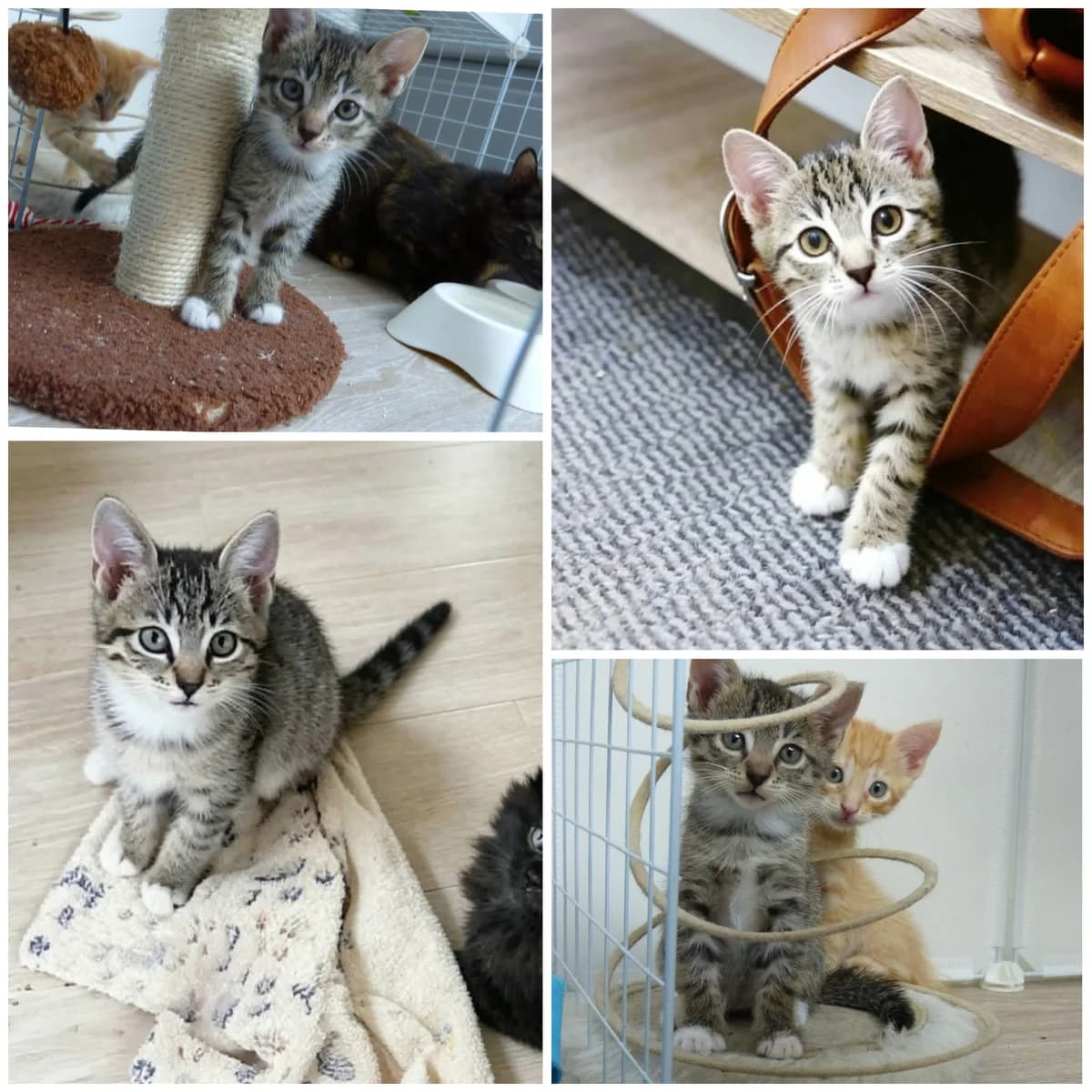 Bogota (2 mois), female Mixed Breed for adoption at L, l arche de siena