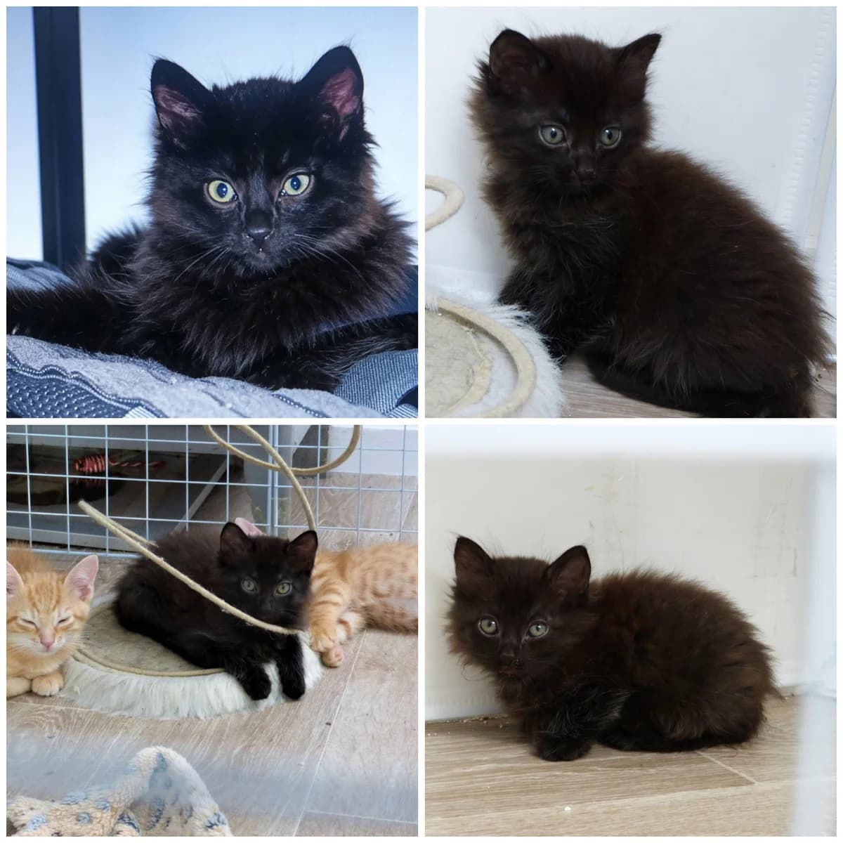 Betty (2 mois), female Mixed Breed for adoption at L, l arche de siena