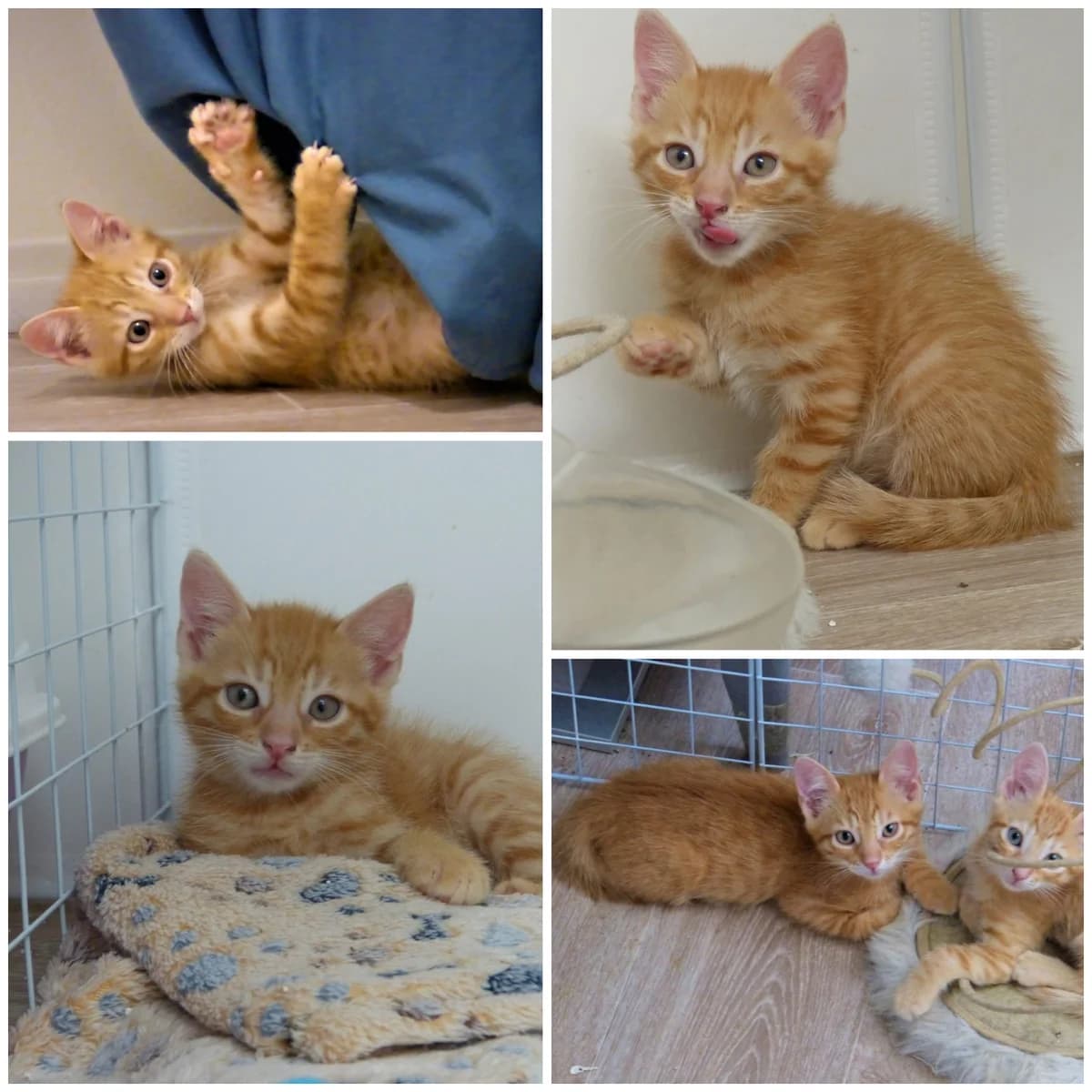 Boston (2 mois), male Mixed Breed for adoption at L, l arche de siena
