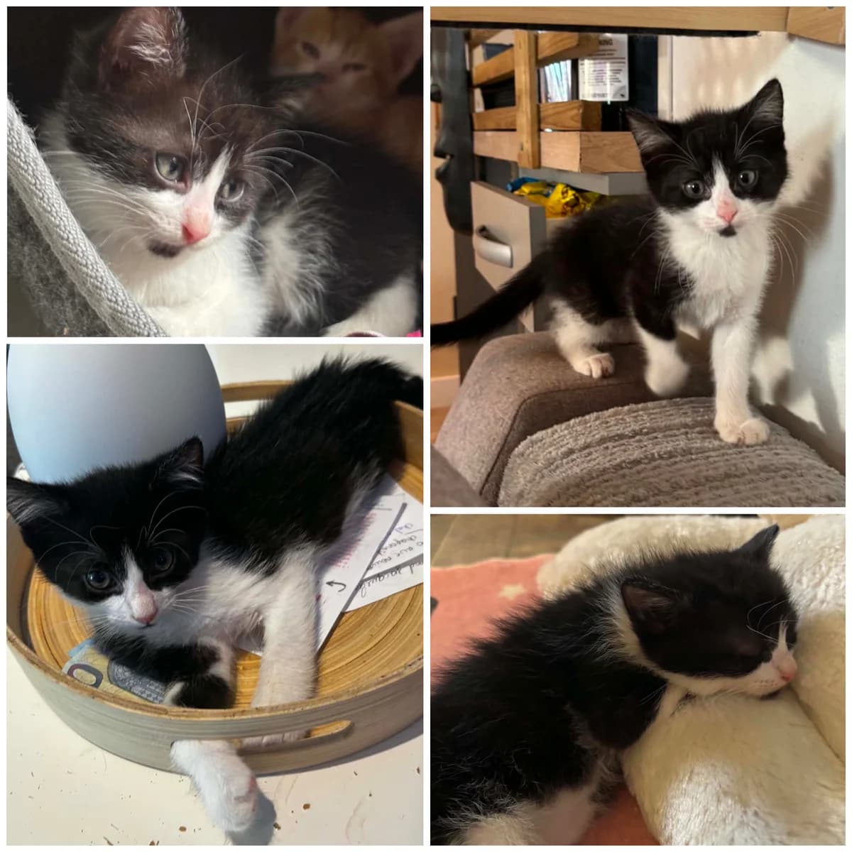 Bules (2 mois), male Mixed Breed for adoption at L, l arche de siena