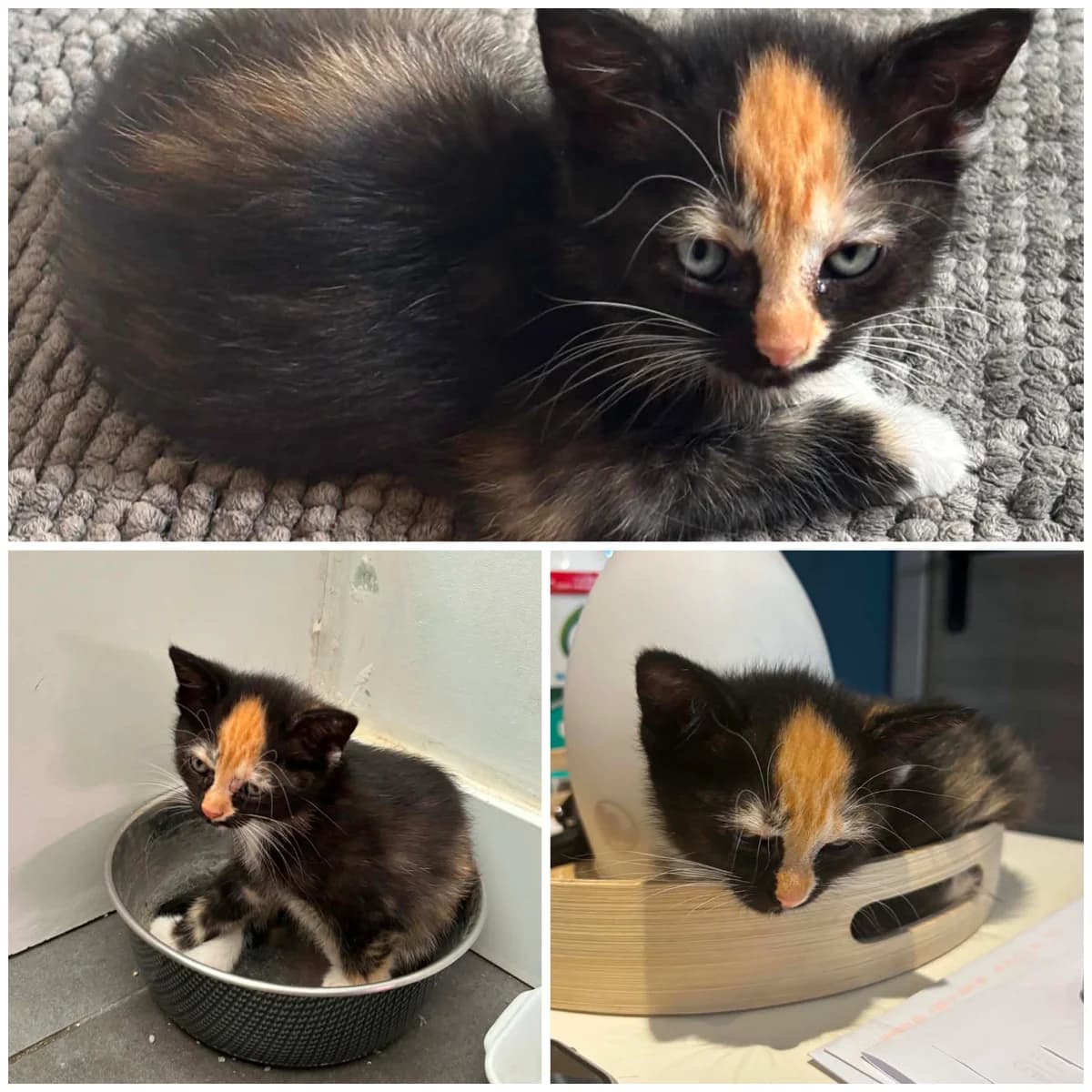 Baelys (2 mois), female Mixed Breed for adoption at L, l arche de siena