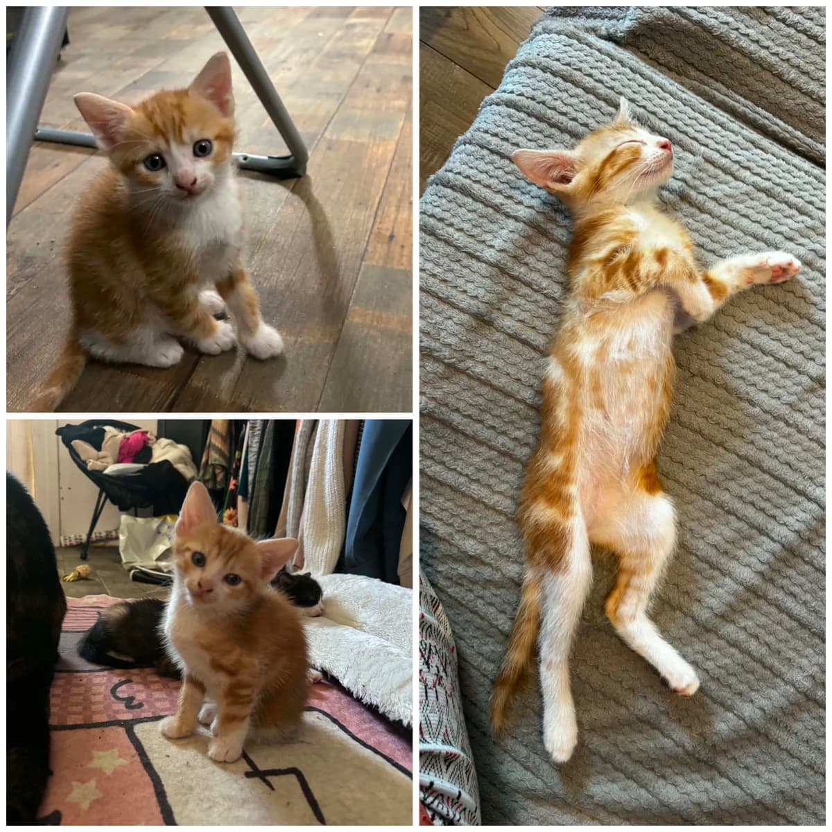 Basha (2 mois), male Mixed Breed for adoption at L, l arche de siena