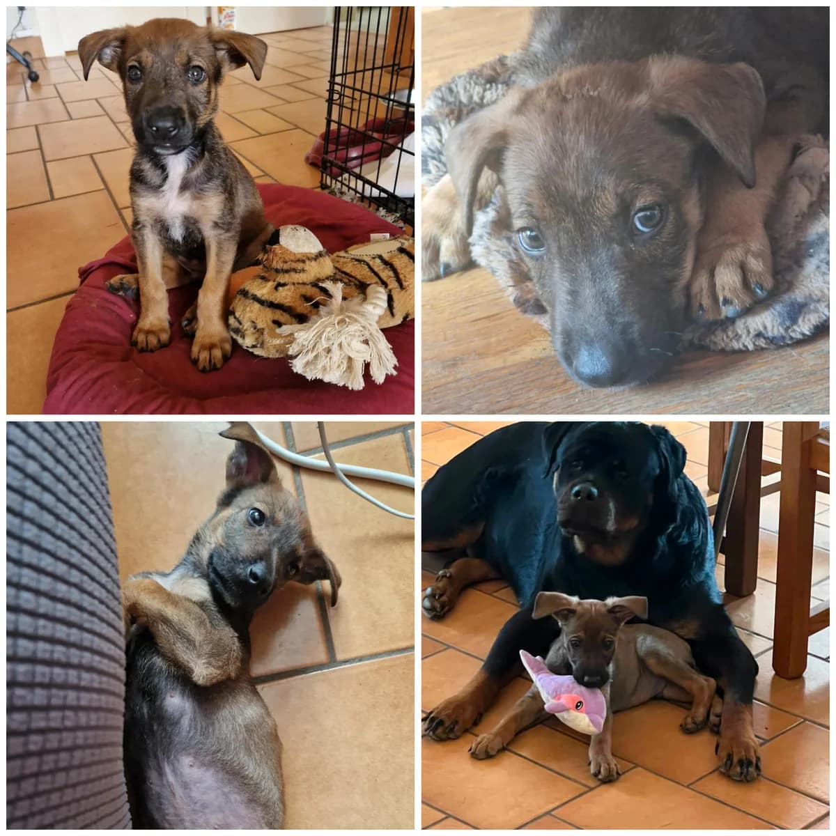 Braska (3 mois), male Mixed Breed for adoption at L, l arche de siena