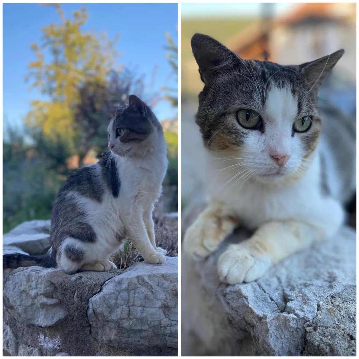 Taïren (1 an et demi), male young Mixed Breed for adoption at L, l arche de siena