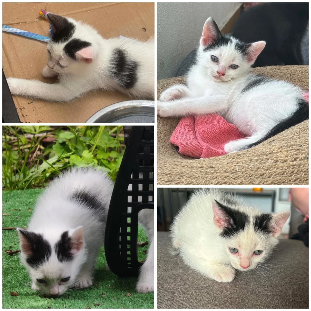 Boulette (3 mois), female Mixed Breed for adoption at L, l arche de siena