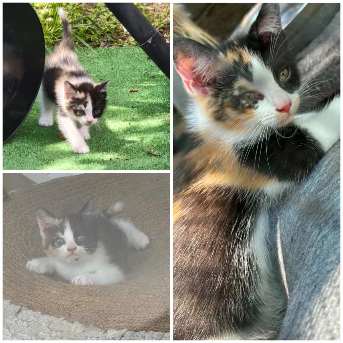 Baya (3 mois), female Mixed Breed for adoption at L, l arche de siena