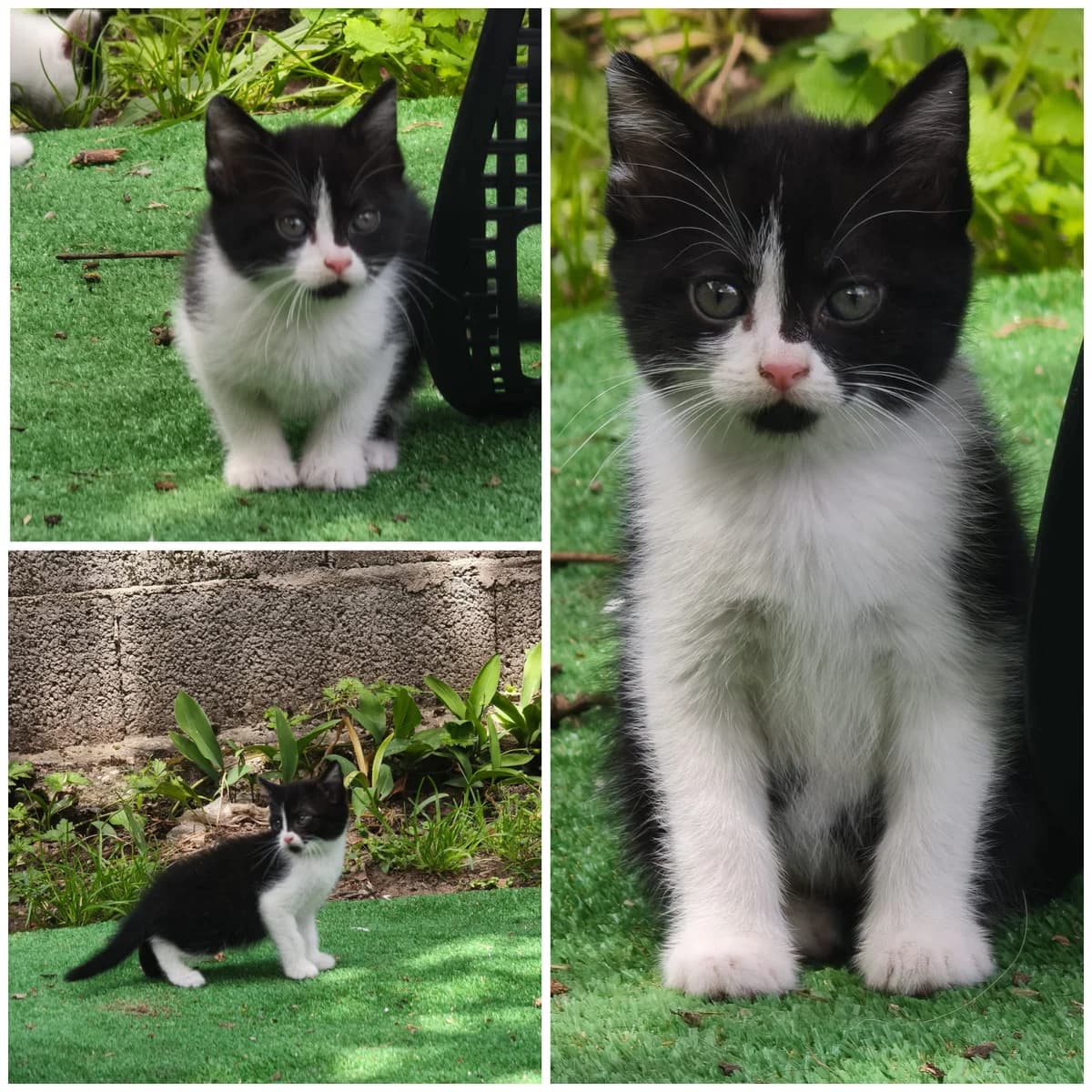 Bulma (3 mois), female Mixed Breed for adoption at L, l arche de siena
