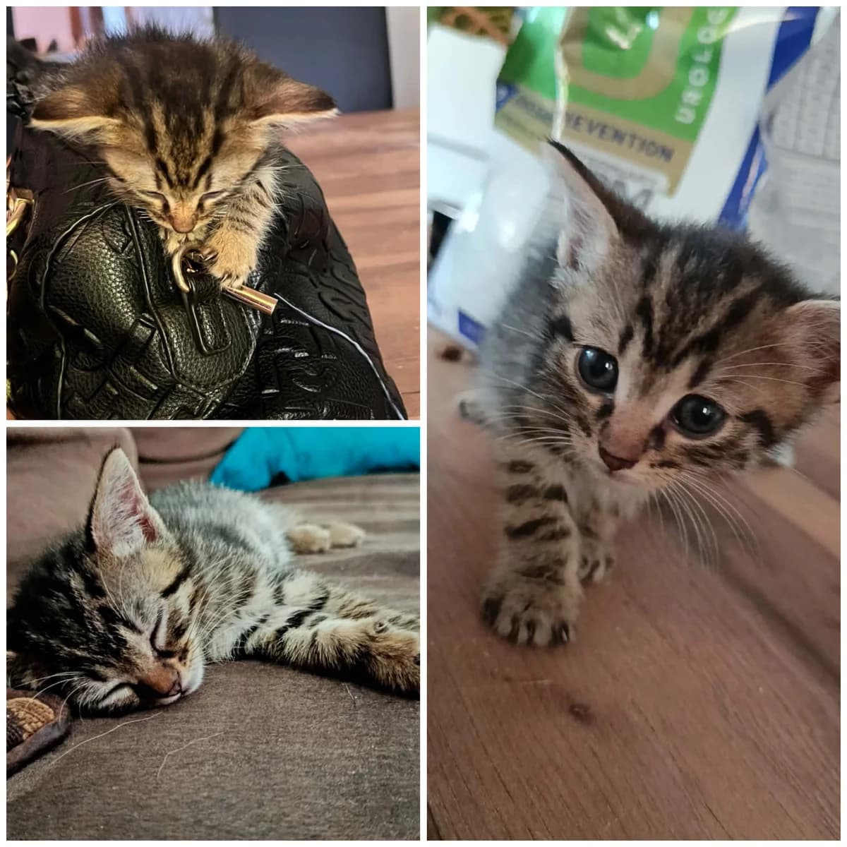 Bwo (2 mois), male Mixed Breed for adoption at L, l arche de siena