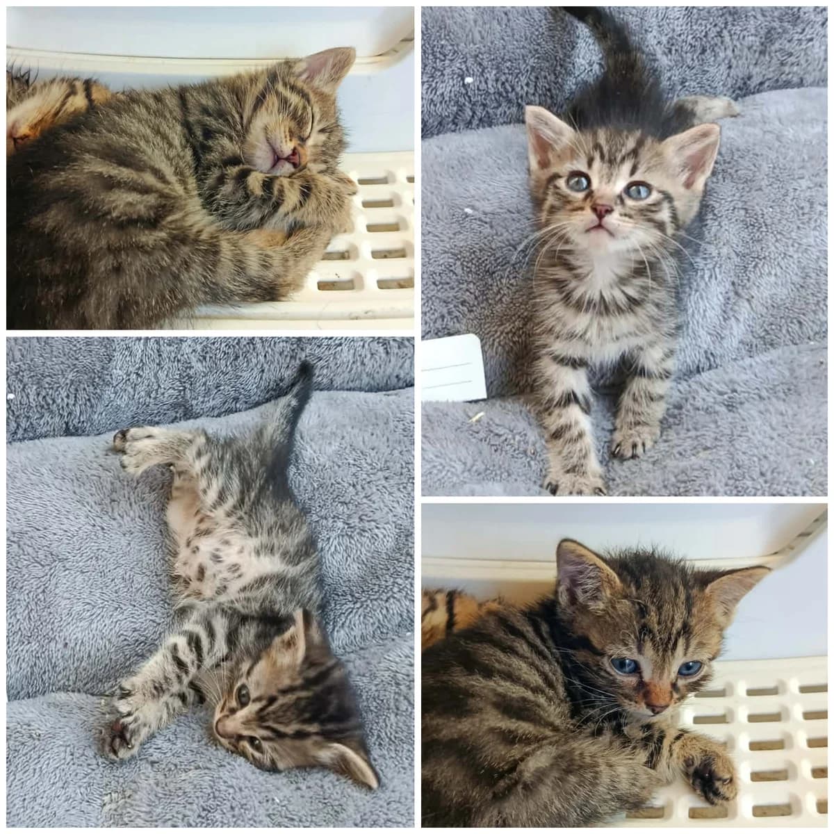Baz (2 mois), male Mixed Breed for adoption at L, l arche de siena