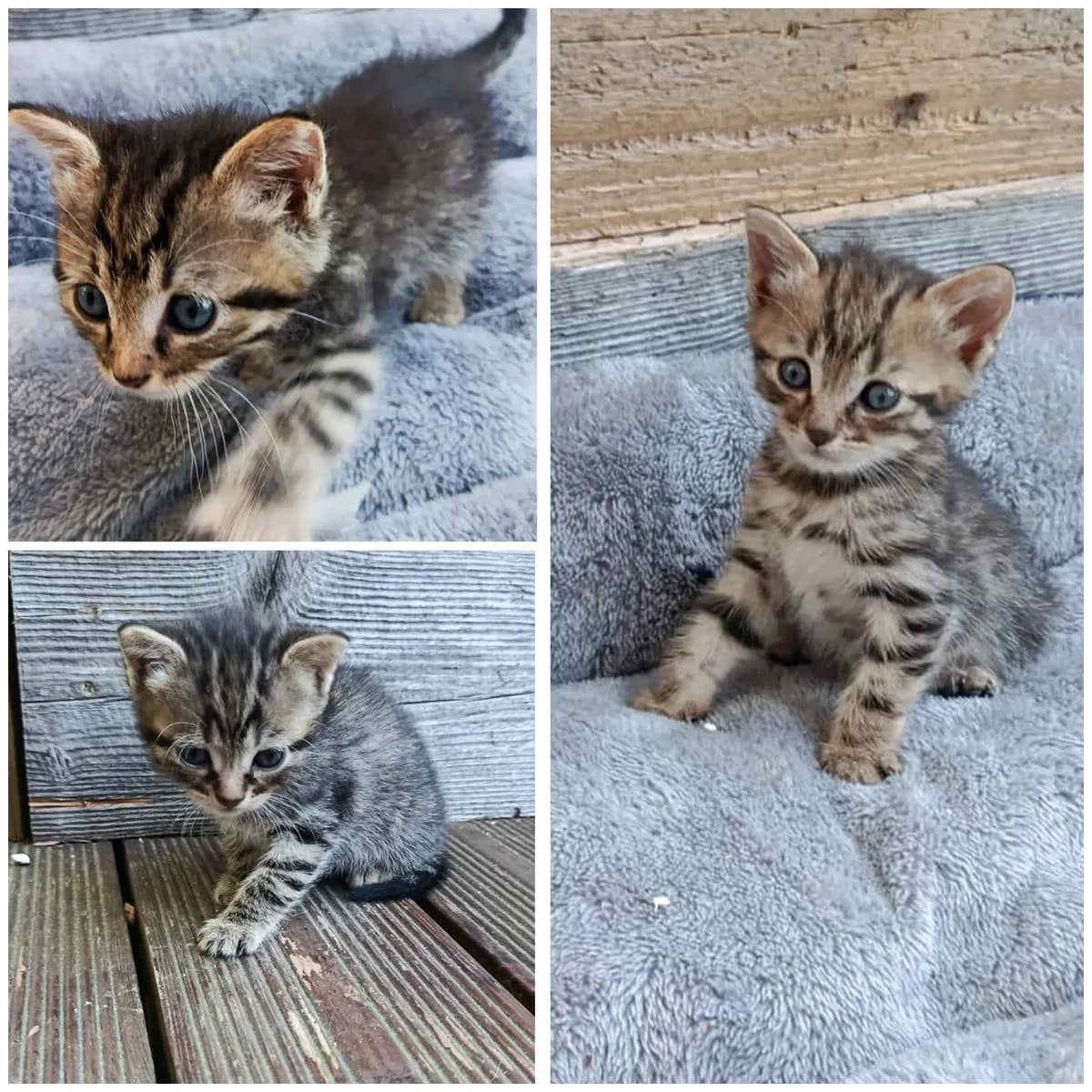 Bota (2 mois), male Mixed Breed for adoption at L, l arche de siena