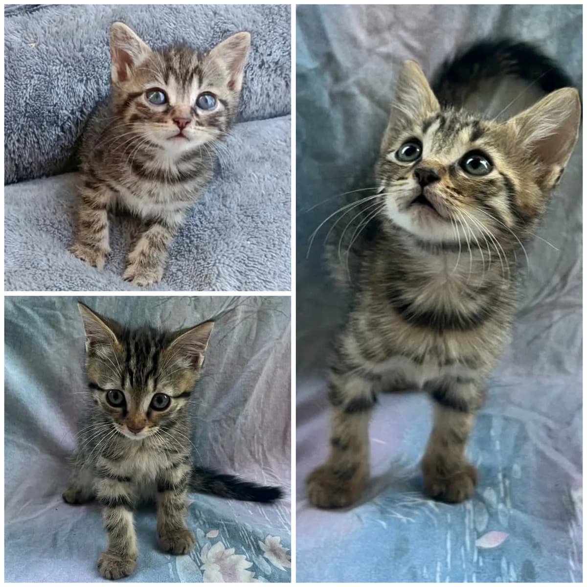 Bom (2 mois), male Mixed Breed for adoption at L, l arche de siena