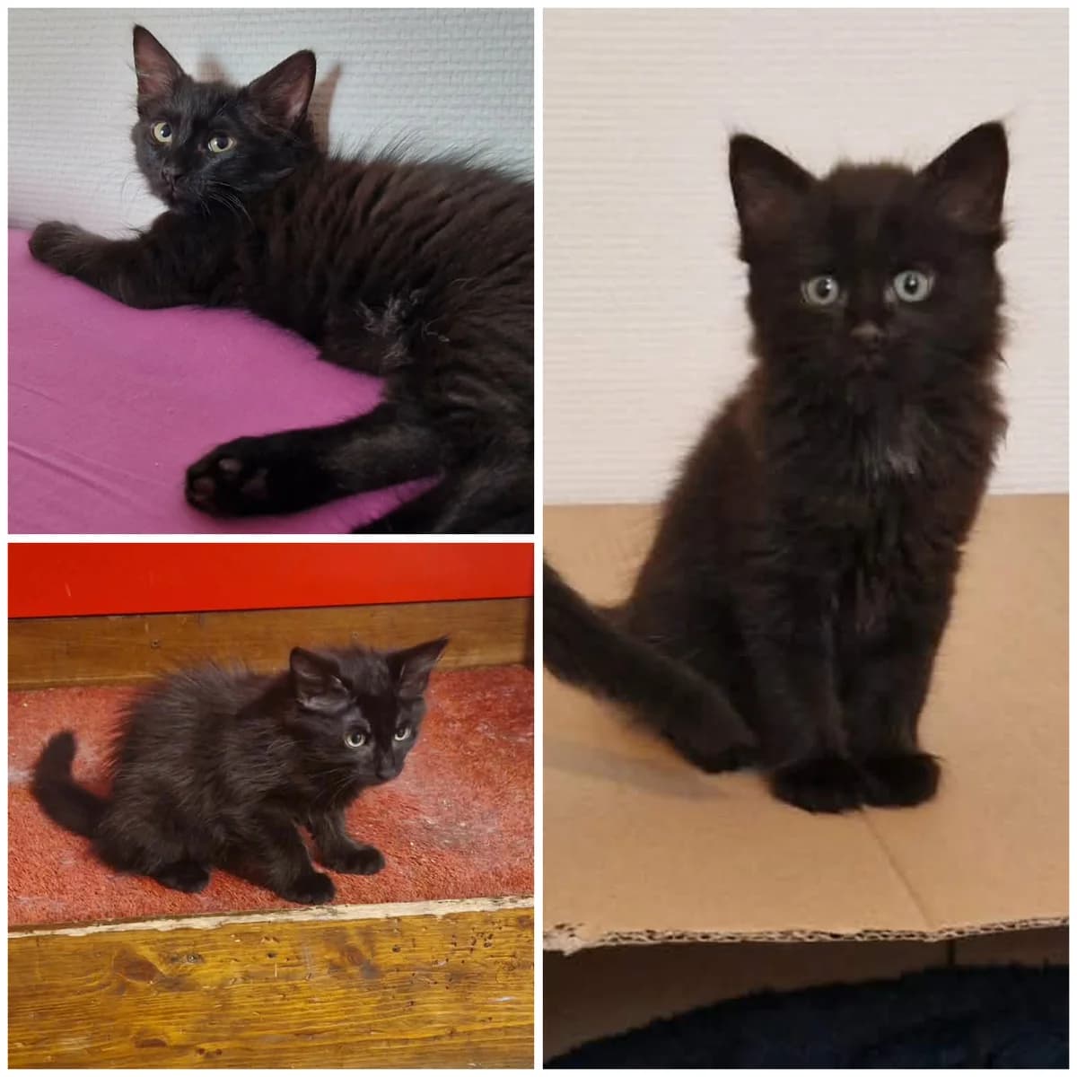 Berliet (3 mois), female Mixed Breed for adoption at L, l arche de siena